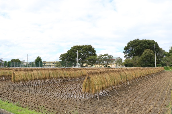 昔ながらの稲架(はさ)掛け風景(小見野地区).jpg　