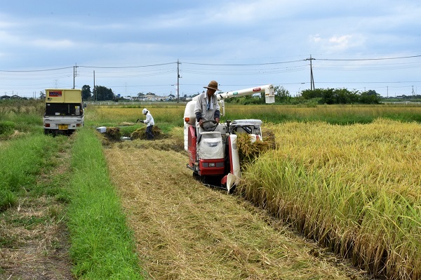 稲刈り(中山地区).jpg