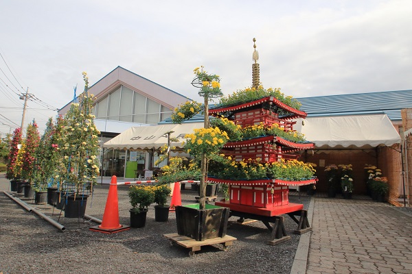 菊花展（中山公民館）.jpg