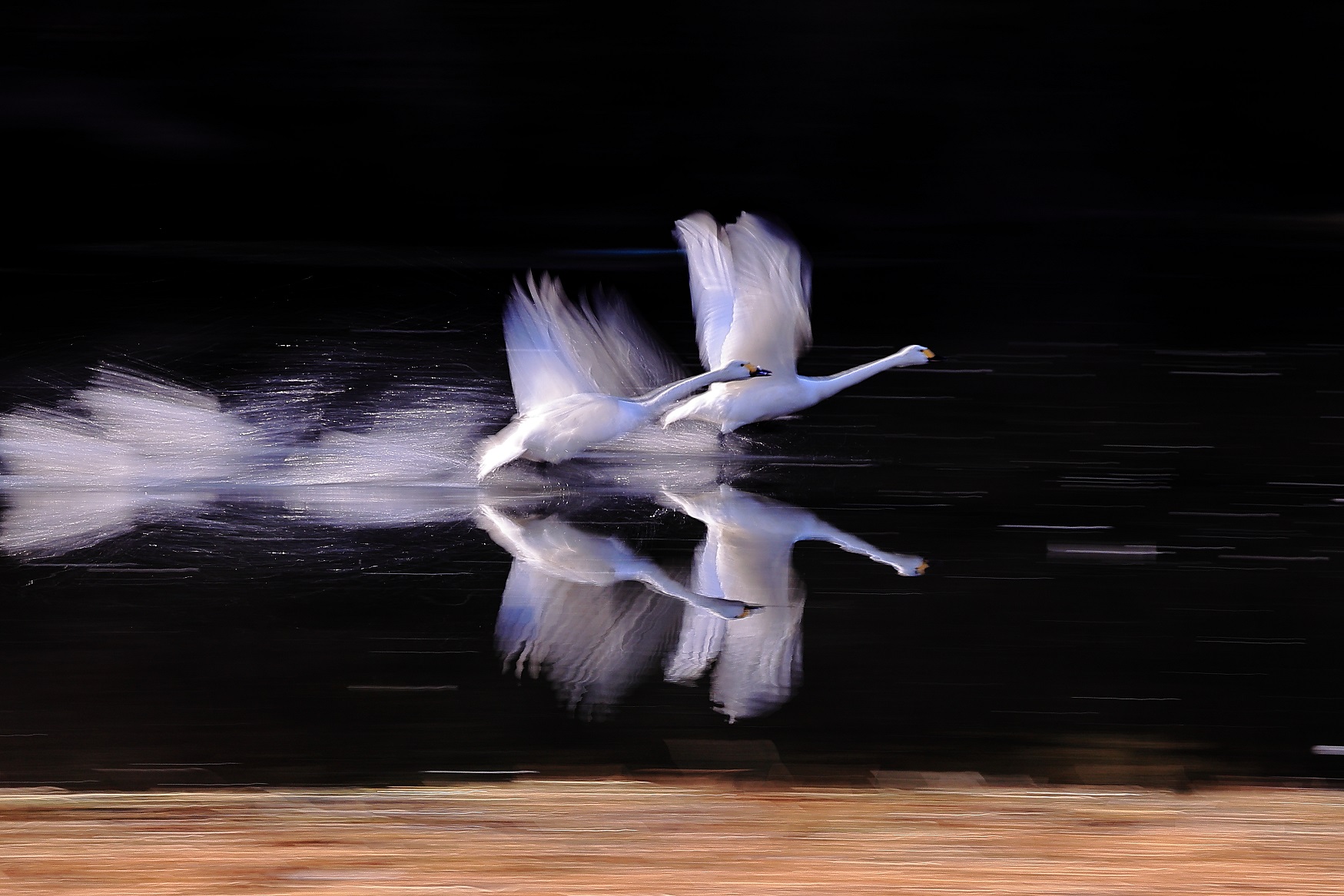 第8回川島町白鳥写真コンテスト受賞作品の紹介/ 川島町