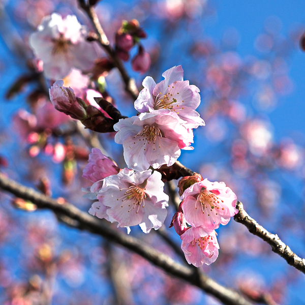 安藤川の桜