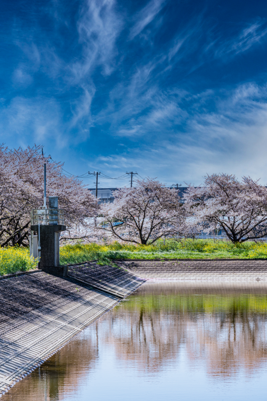 土地改良区の桜