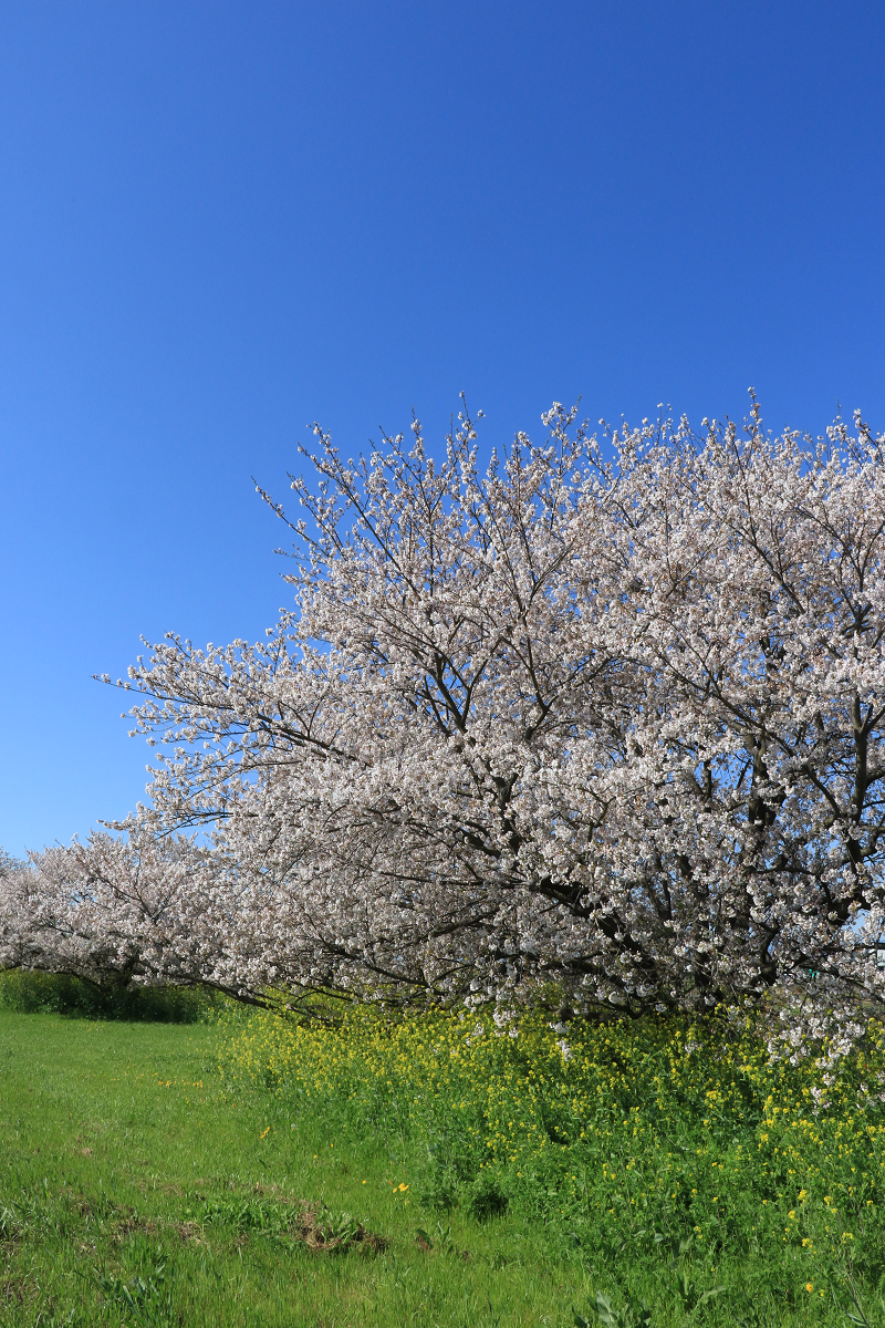 梅ノ木　桜堤