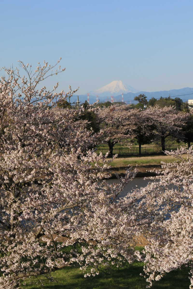 【鳥羽井沼付近】桜と富士山