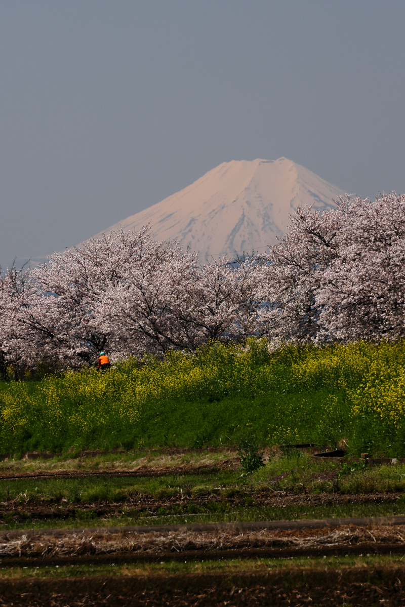 桜と菜の花と富士山