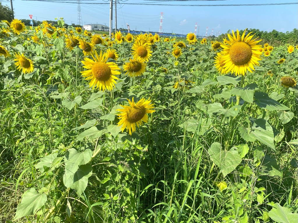 ひまわり３