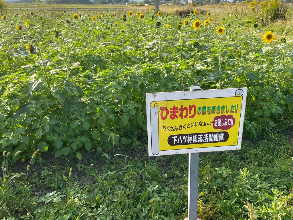 ヒマワリ１
