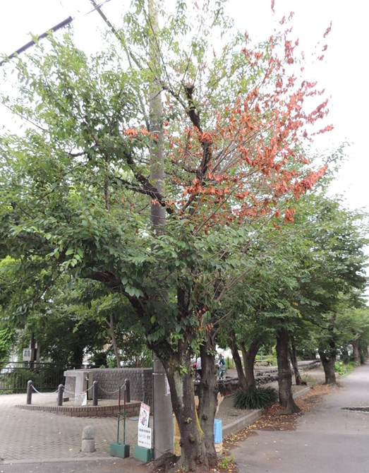 クビアカツヤカミキリにより枯れたサクラ