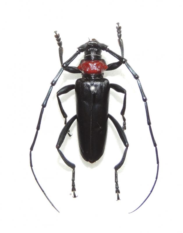 クビアカツヤカミキリ成虫オス