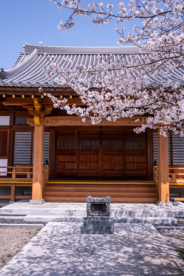金剛寺　桜
