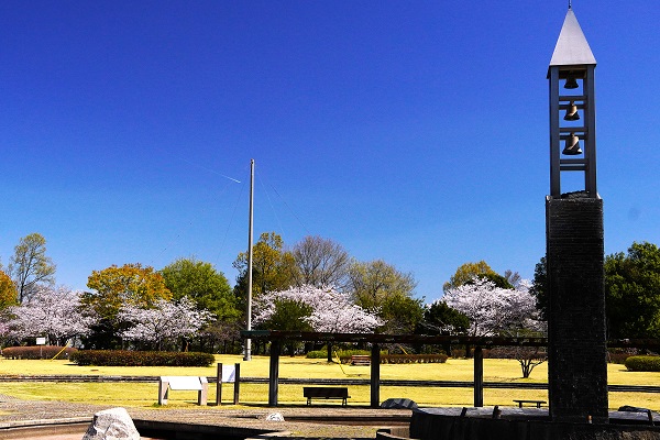 平成の森公園　桜