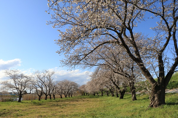 鳥羽井沼の桜　八分咲き
