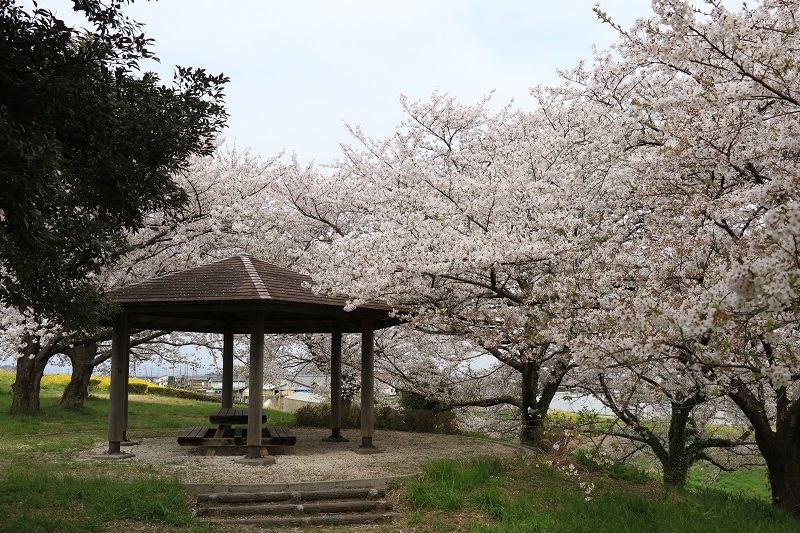 さくら堤