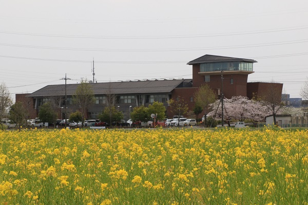 菜の花と役場庁舎