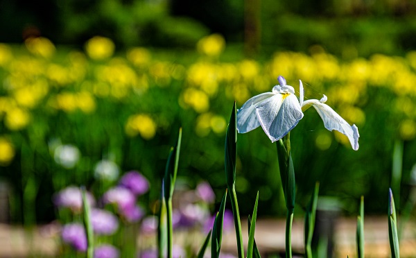 花しょうぶ　平成の森公園