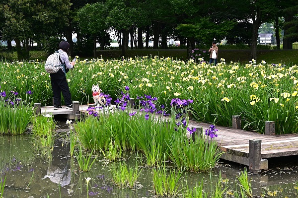 花しょうぶとわんこ　平成の森公園