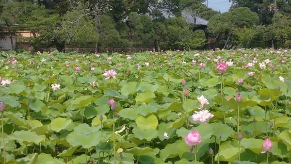 蓮の開花　遠山記念館
