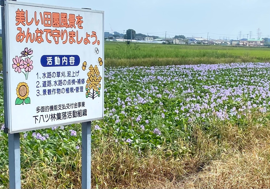 ホテイ1