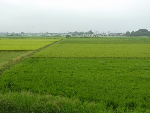田園風景　青田　中山地区