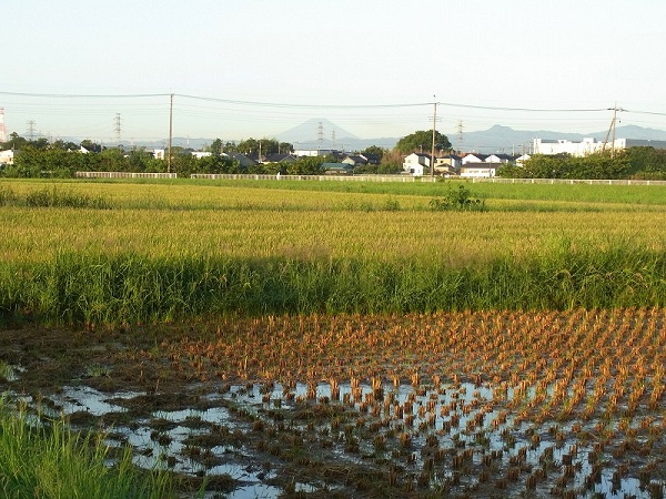田園風景　収穫時期　中山地区