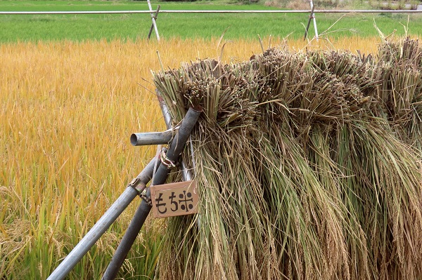 稲刈り