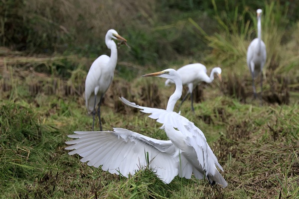 シラサギの餌探し