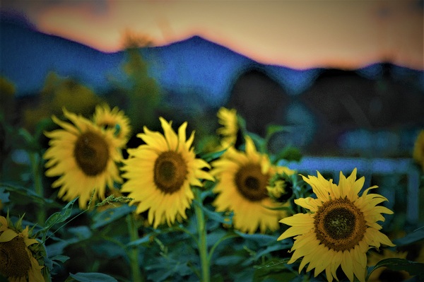 遅咲きのひまわり