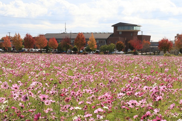 コスモス畑　（役場庁舎北側）