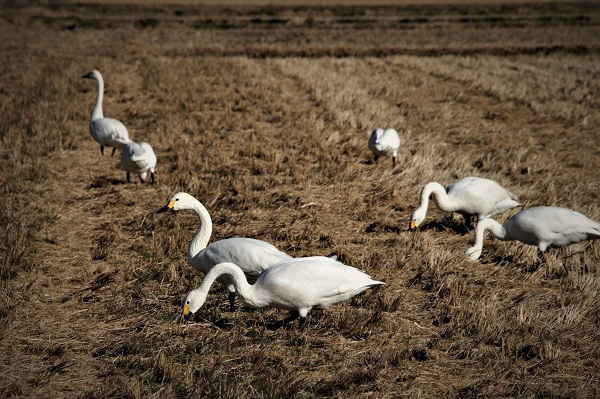 えさをついばむ白鳥