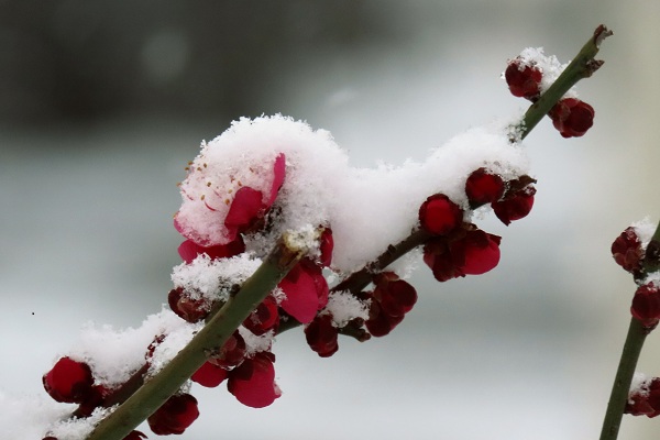 梅の花と雪