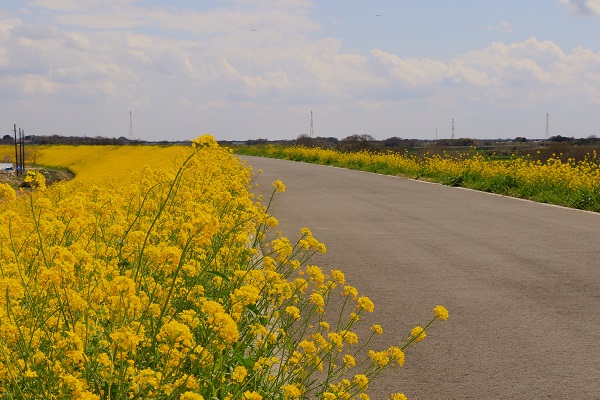 鳥羽井沼・芝沼の菜の花