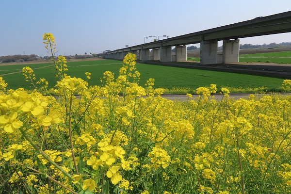東野地区菜の花