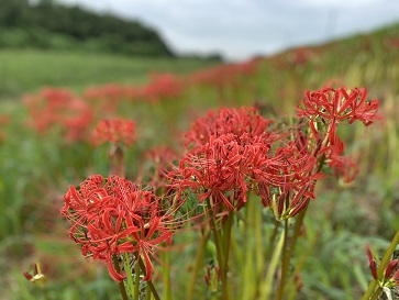 彼岸花 川島町