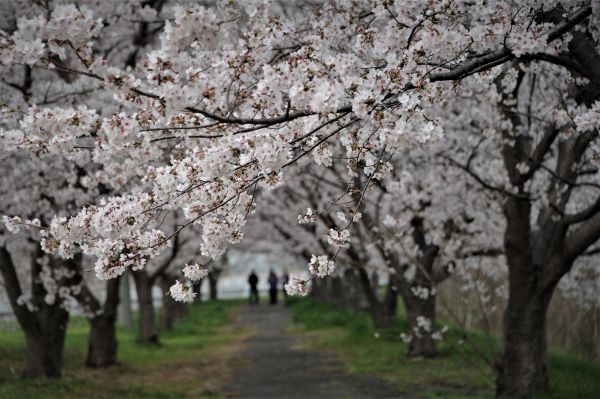 桜