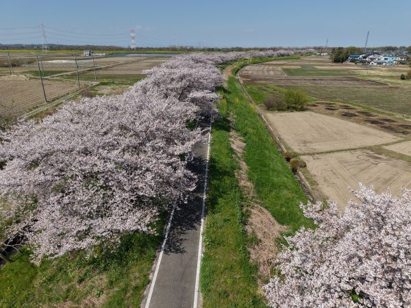 梅ノ木地区の桜空撮