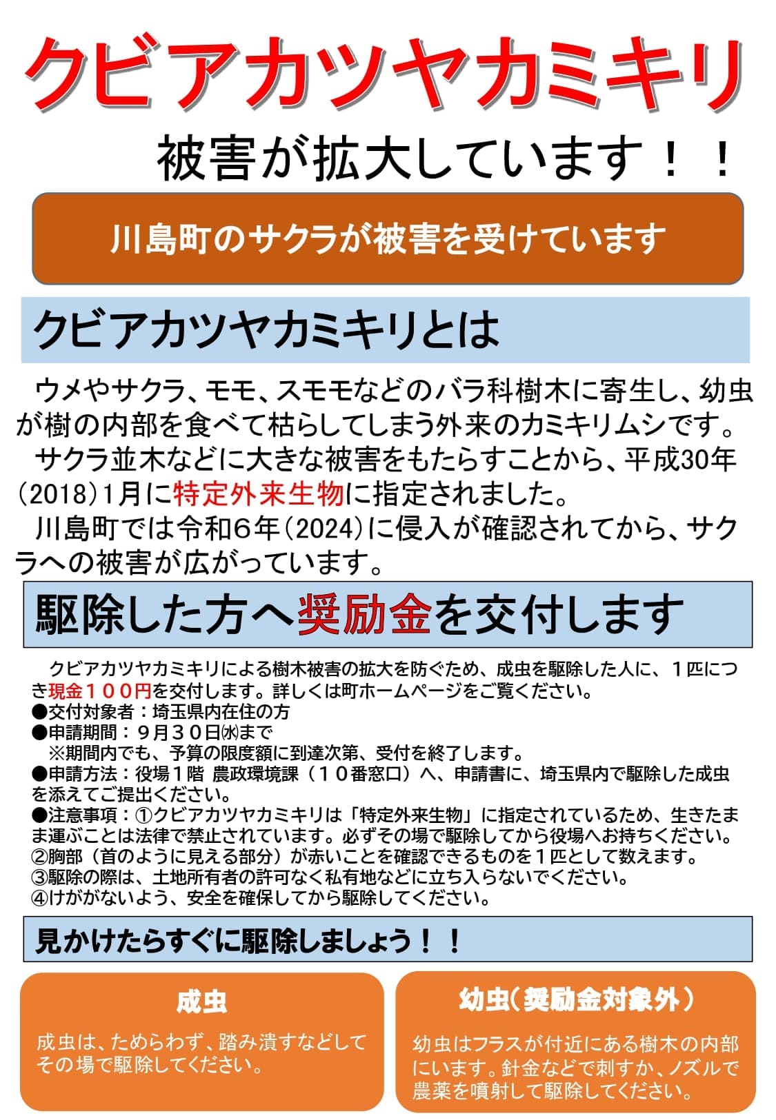 クビアカ表