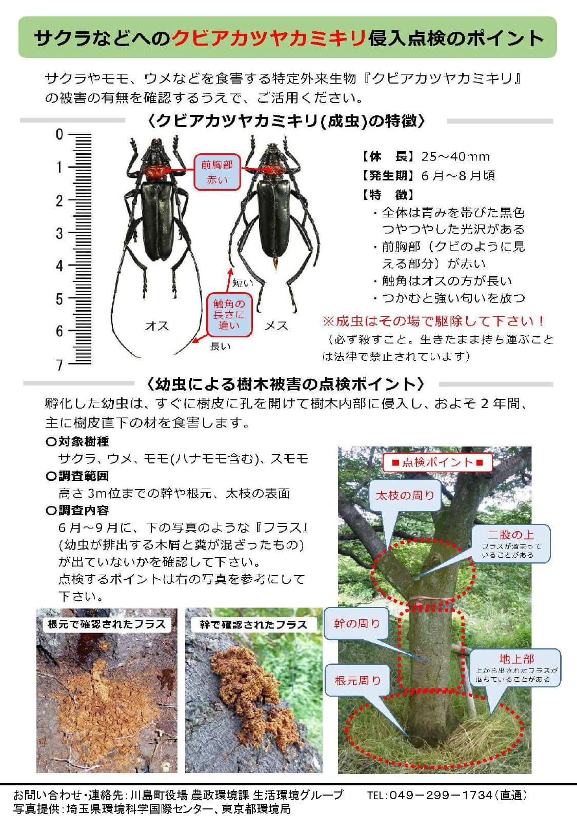 クビアカ裏
