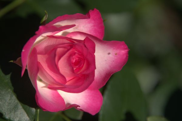薔薇