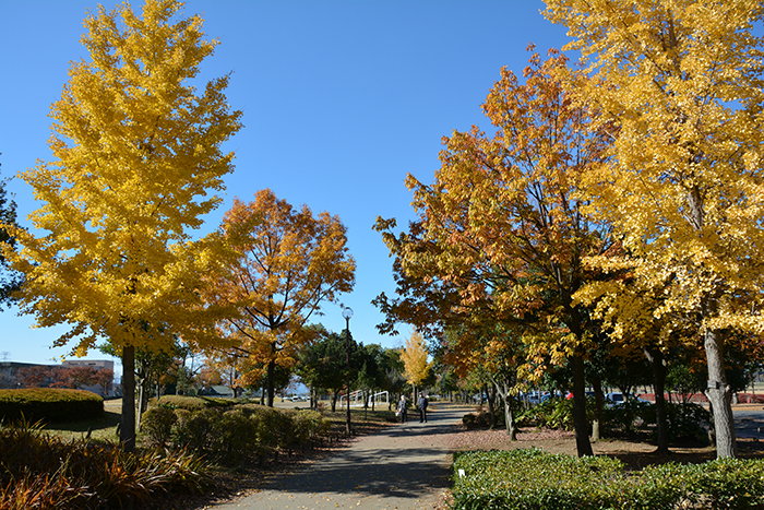 平成の森公園の紅葉