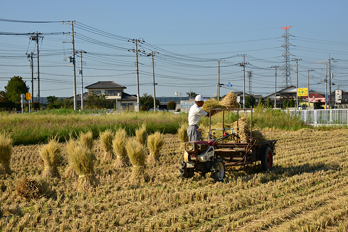 平沼地内の収穫風景