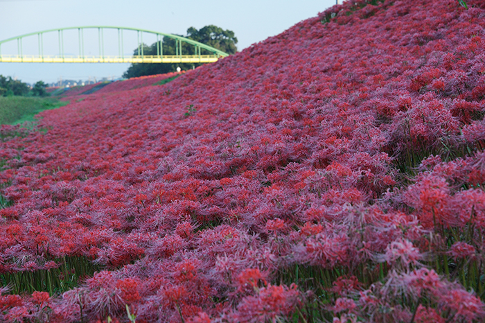 お彼岸の朝