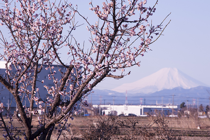 春の訪れ「梅と富士山」