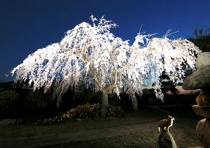 金乗院のしだれ桜