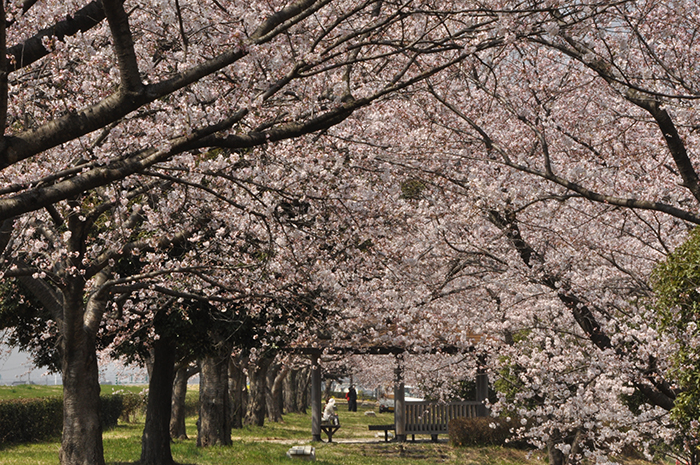 川島桜づつみ