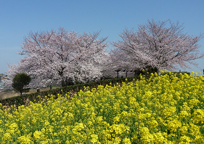 桜と菜の花