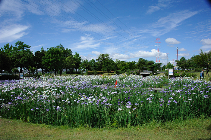 ショウブ園