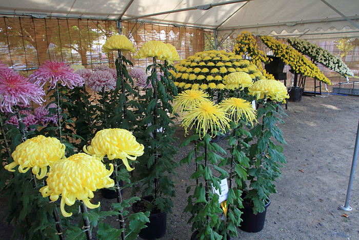 中山菊香会菊花展