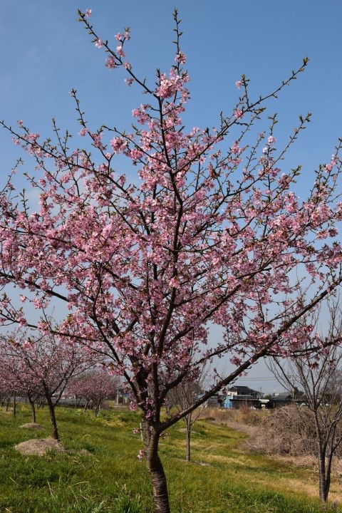 河津桜