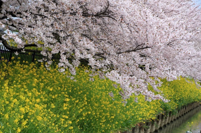 白井沼調整池の桜