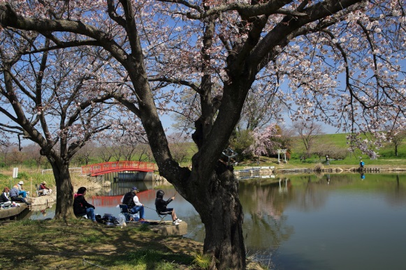 「鳥羽井沼の桜」